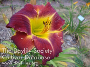 Daylily Lonesome Soldier